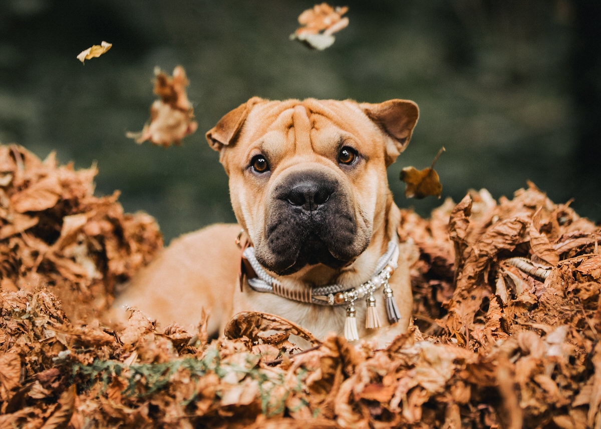 Hunderasse Frenchie-Pei liegt in einem großen Haufen Herbstlaub und Blätter fliegen um ihn herrum
 Fotografin: Claudia Nürnberger / Berlin, Brandenburg