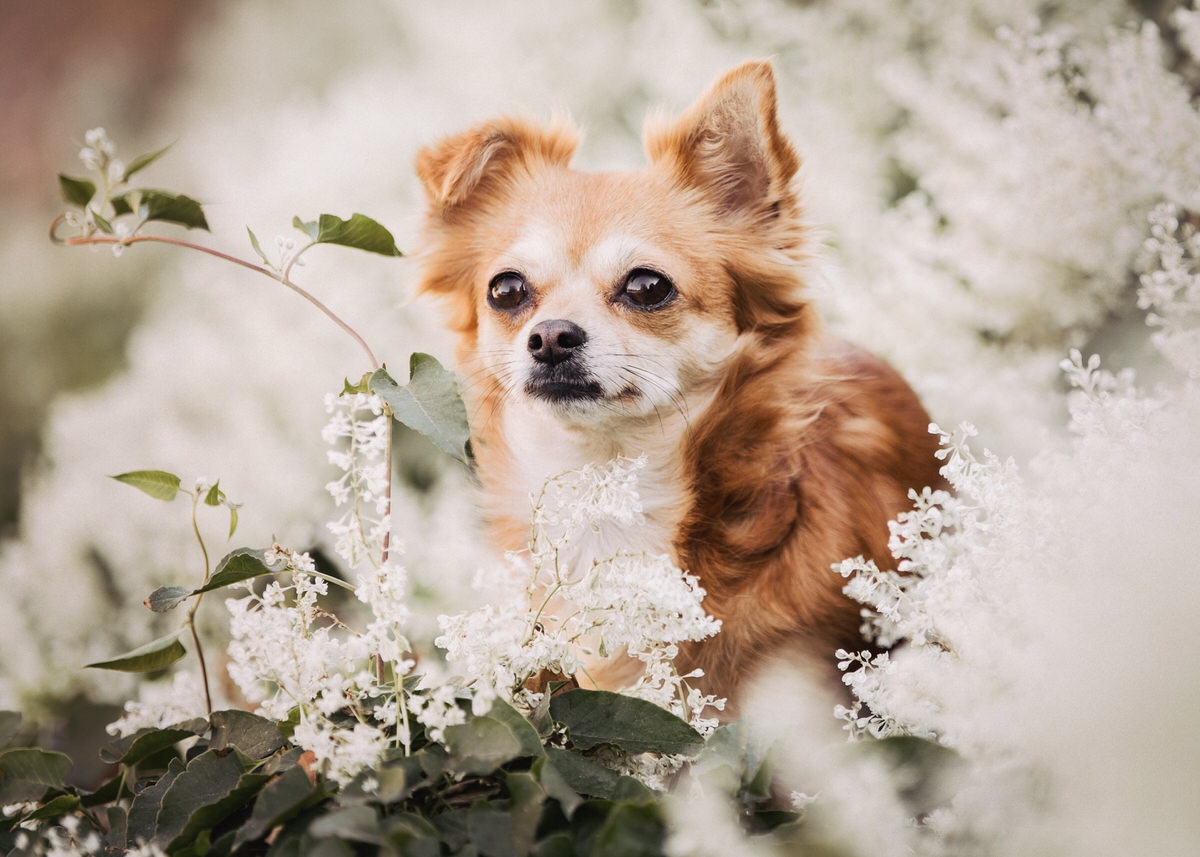 Chihuahua Hündin mit Fellfarbe rot-weiß sitzt in einem Meer aus weißen Blüten.
 Fotografin: Claudia Nürnberger / Berlin, Brandenburg