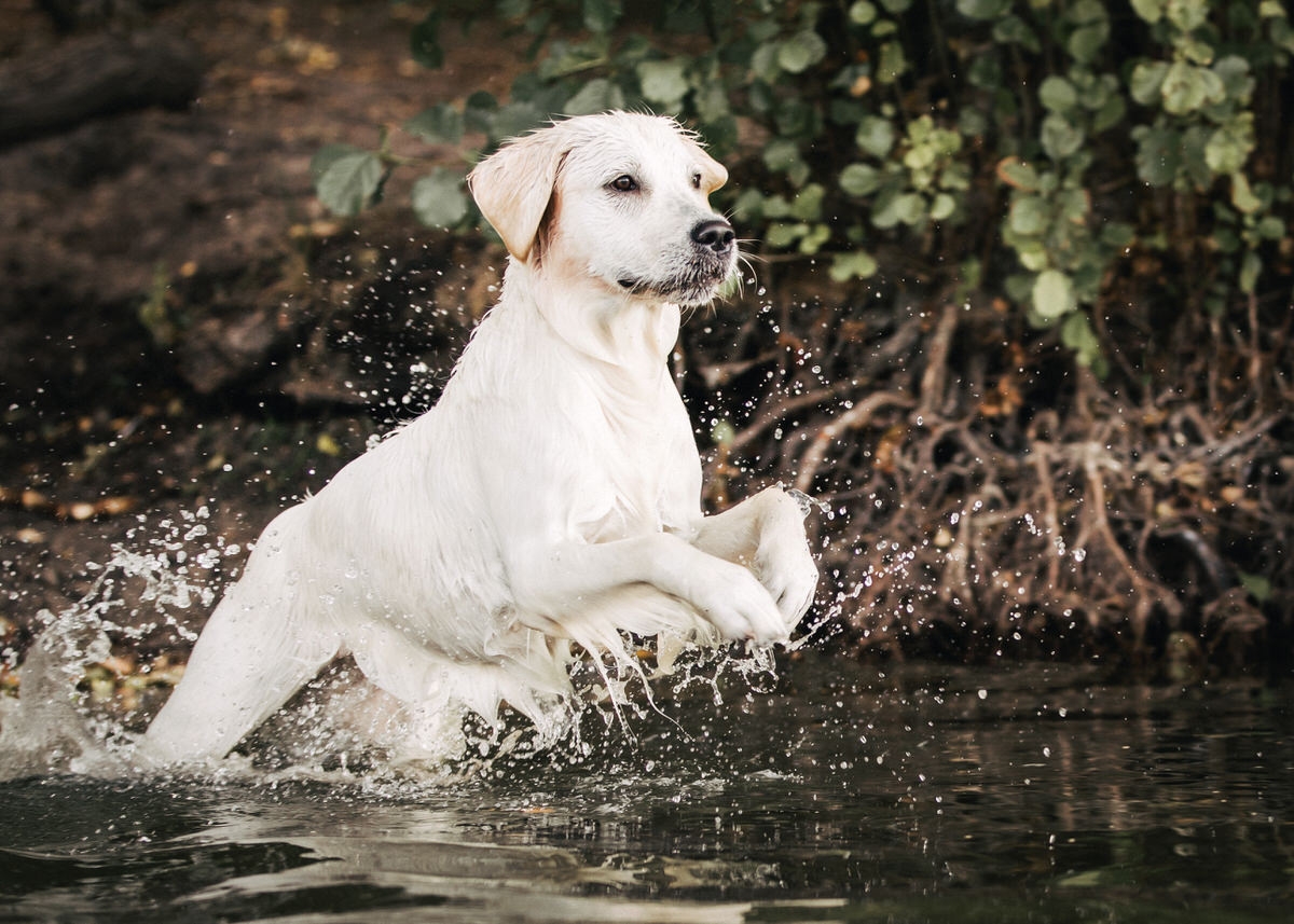 Weißer Labrador springt ins Wasser, Wassertropfen fliegen um ihn herrum.
 Fotografin: Claudia Nürnberger / Berlin, Brandenburg