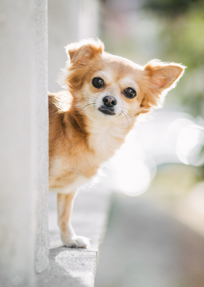 Chihuahua Hündin mit Fellfarbe rot-weiß schaut hinter einer Ecke hervor.
 Fotografin: Claudia Nürnberger / Berlin, Brandenburg
