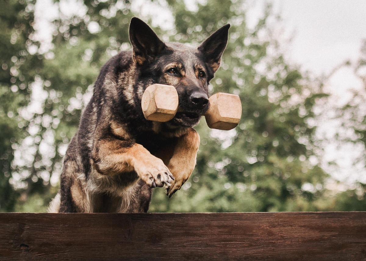 Deutscher Schäferhund springt mit einer Hantel über ein Hinderniss während dem Schutzhundetraining.
 Fotografin: Claudia Nürnberger / Berlin, Brandenburg