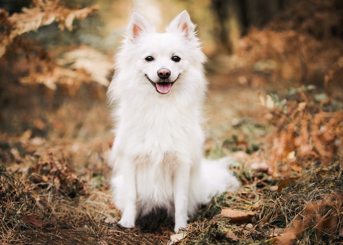 Weißer Spitz sitzt im herbstlich gefärbten Wald.
 Fotografin: Claudia Nürnberger / Berlin, Brandenburg