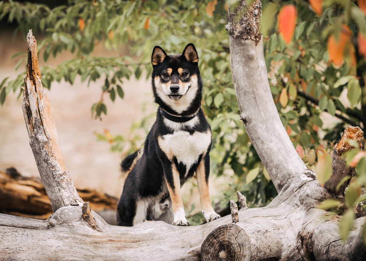 Hunderasse Shiba Inu sitzt vor dem Wasser und spigelt sich in der Wasseroberfläche.
 Fotografin: Claudia Nürnberger / Berlin, Brandenburg