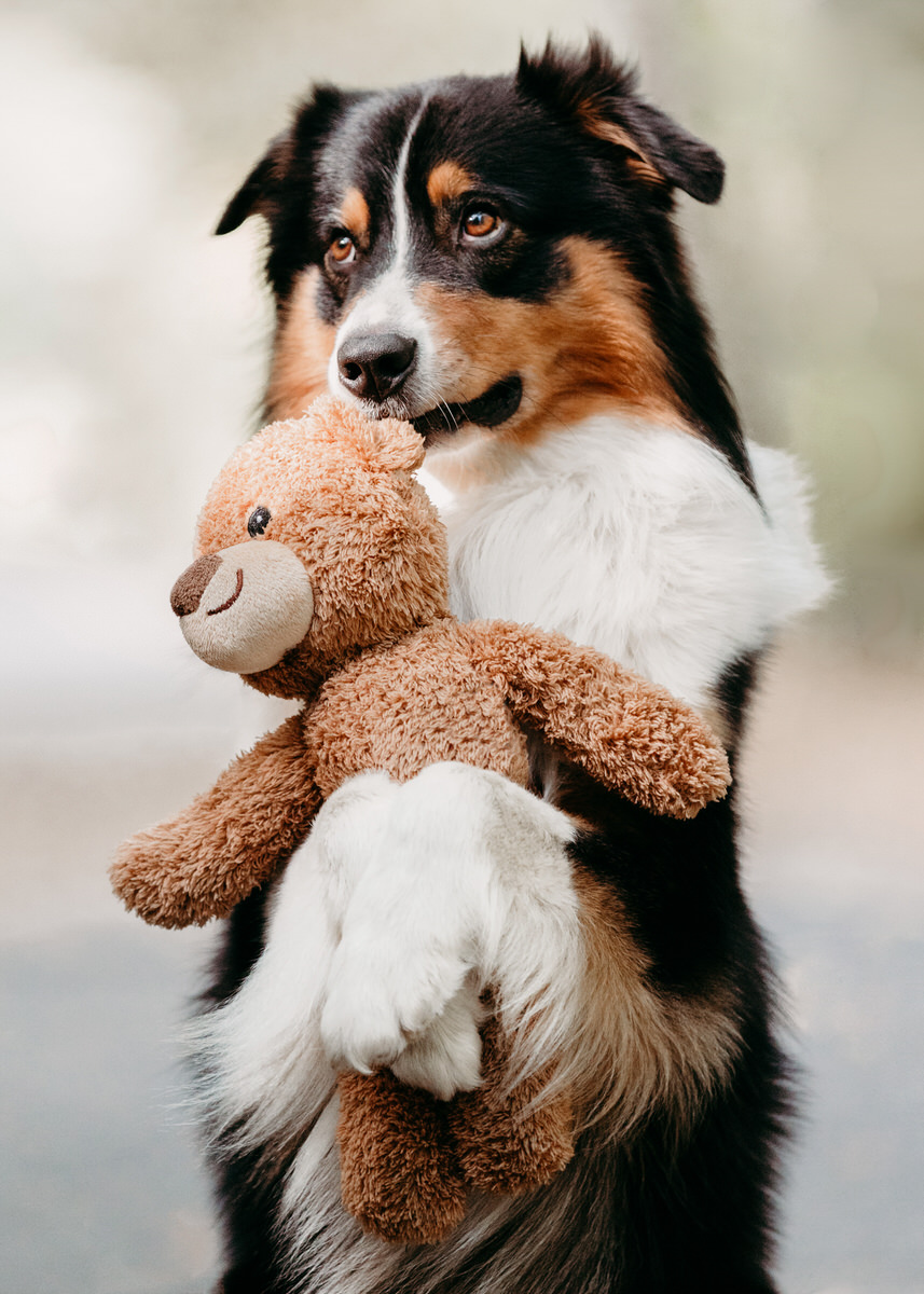 Hunderasse Australian-Shepherd sitzt in der Natur und hält einen Teddybären zwischen seinen Vorderbeinen.
 Fotografin: Claudia Nürnberger / Berlin, Brandenburg