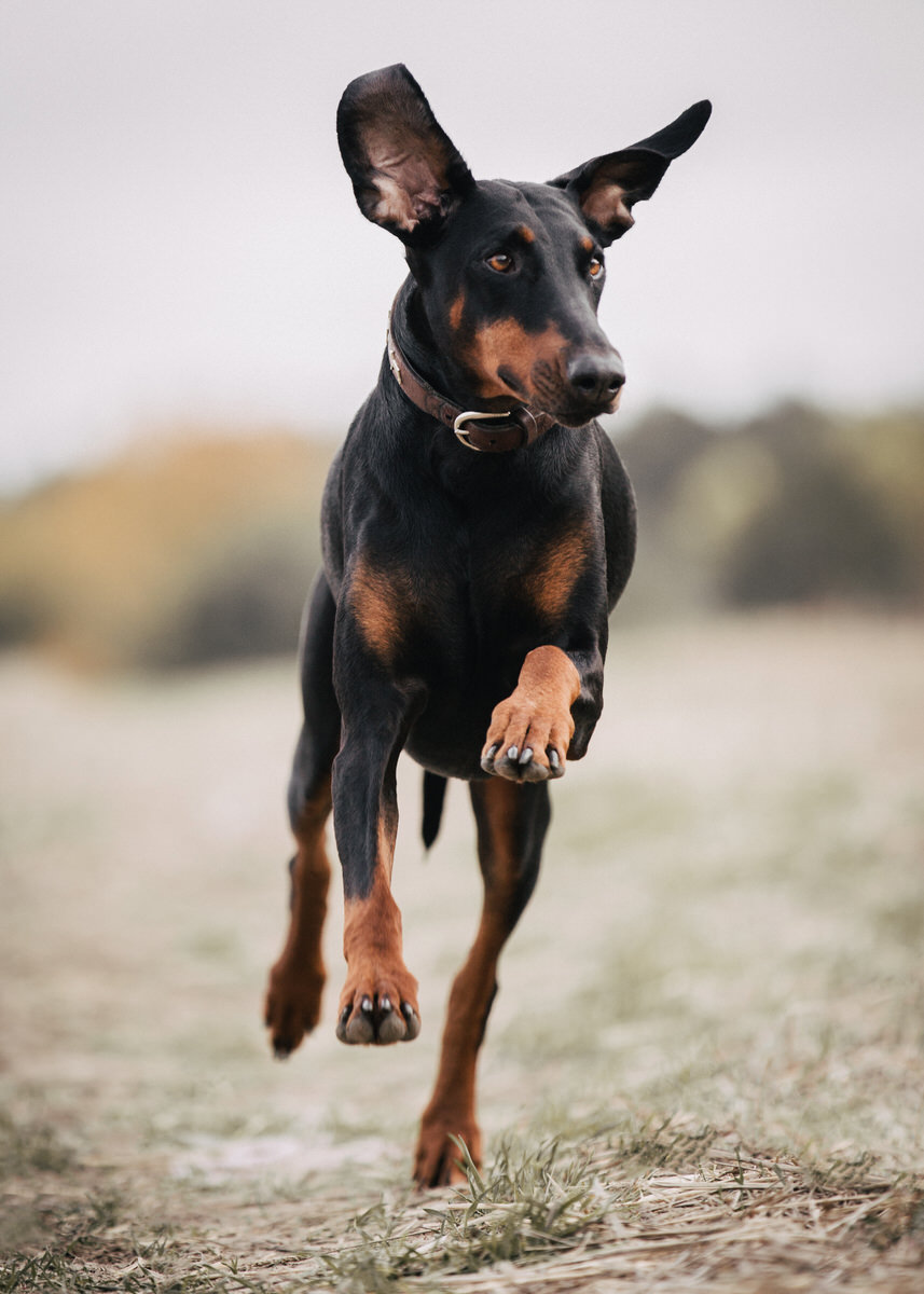 Schwarz, brauner Dobermann rennt mit fliegenden Ohren auf einem Feld.
 Fotografin: Claudia Nürnberger / Berlin, Brandenburg