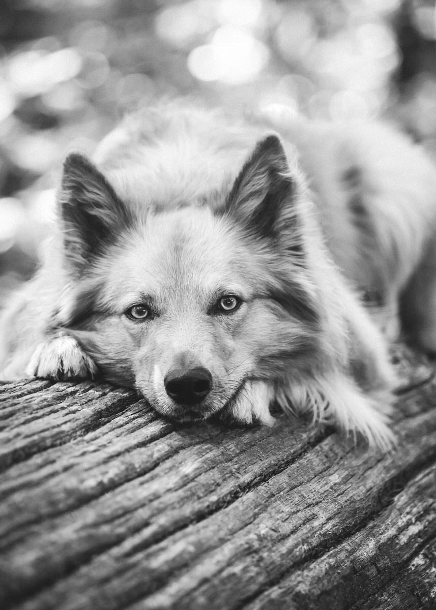 Hunderasse Harzer-Fuchs liegt auf einem umgefallenen Baumstamm und hat seinen Kopf abgelegt.
 Fotografin: Claudia Nürnberger / Berlin, Brandenburg